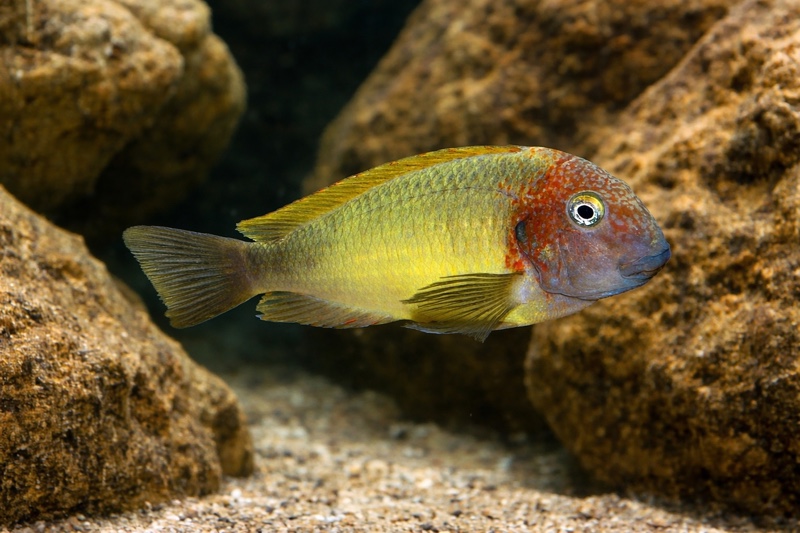 Tropheus moorii 'Musanga'